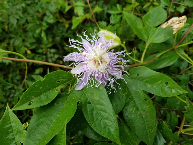 Buckhorn Wildlife Management Area