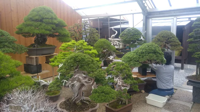 Taikan Bonsai Museum