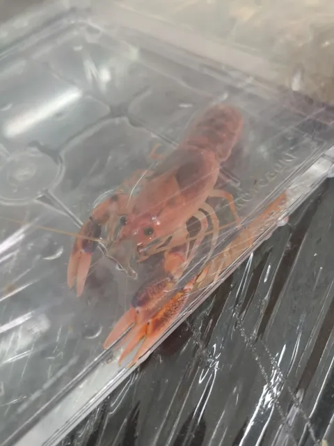 Fish Cluster Aquarium & Pet 聚鱼阁水族馆