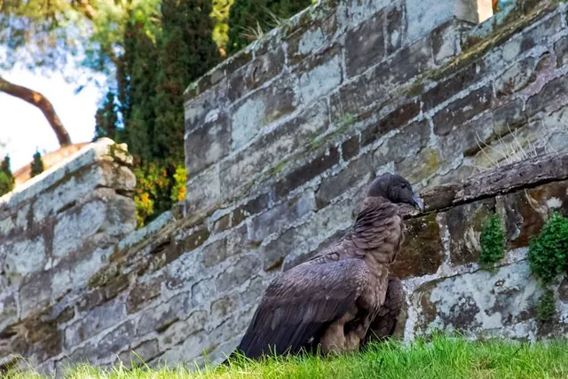 Castello di Gradisca d'Isonzo