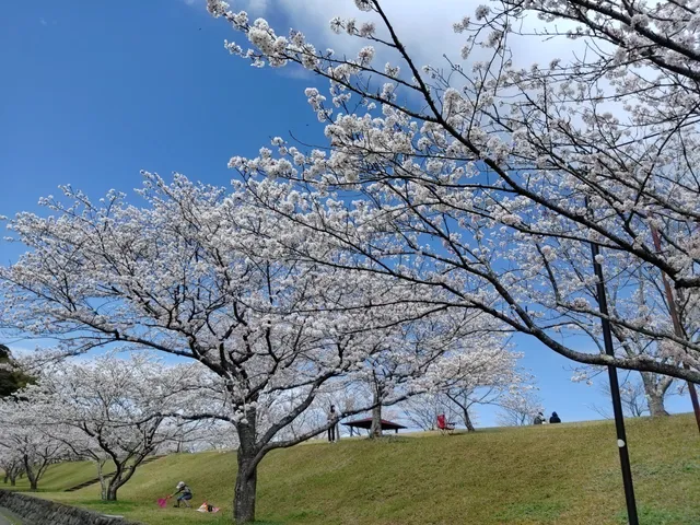 Shimanto Cherry-zutsumi Park