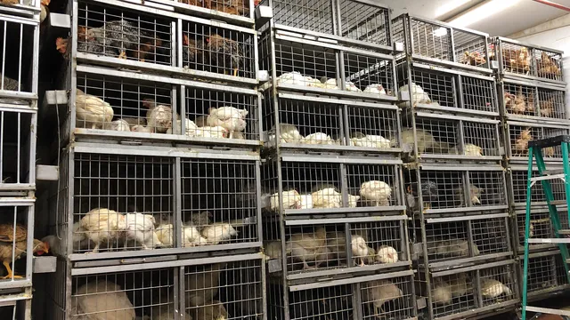 Bronx River Live Poultry