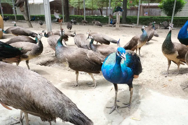 Sam Phran Peacock Park