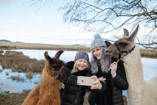 Blackwattle Alpaca Farm