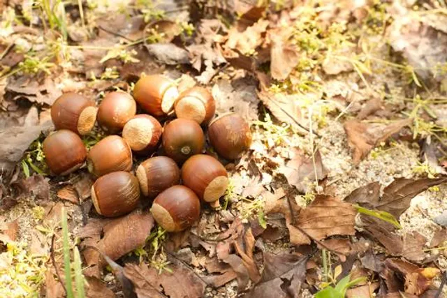 Landgoed Prattenburg B.V.