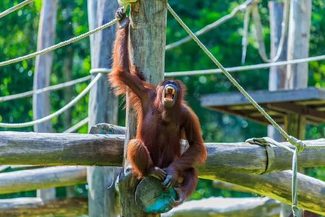 Pusat Pemuliharaan Orang Utan Sepilok