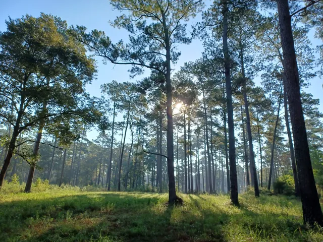 William Goodrich Jones State Forest