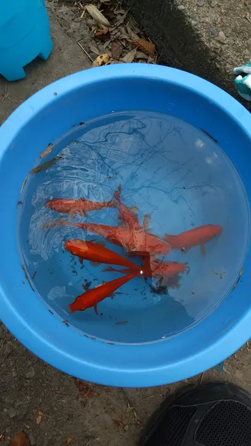 Saiko Dōman Green Park Goldfish Fishing Pond