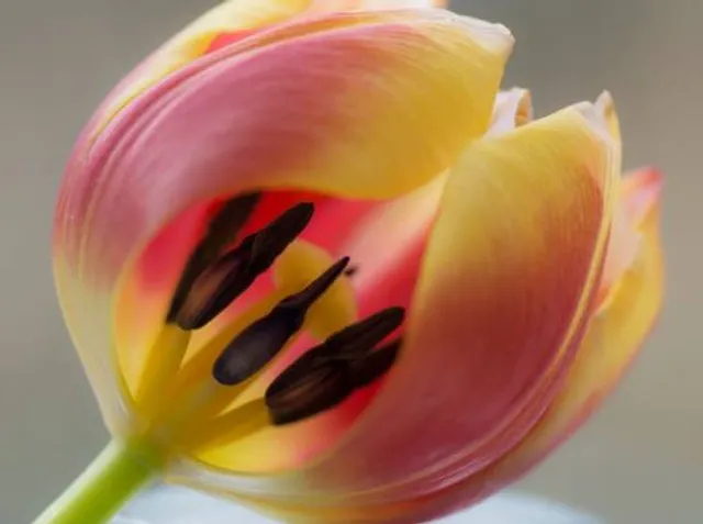 Tulip Experience Amsterdam