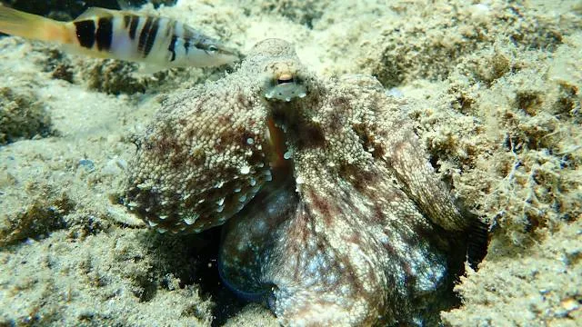 Praia de Rio do Fogo