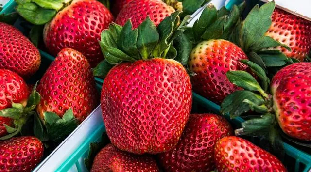 Big Red Strawberry Farm