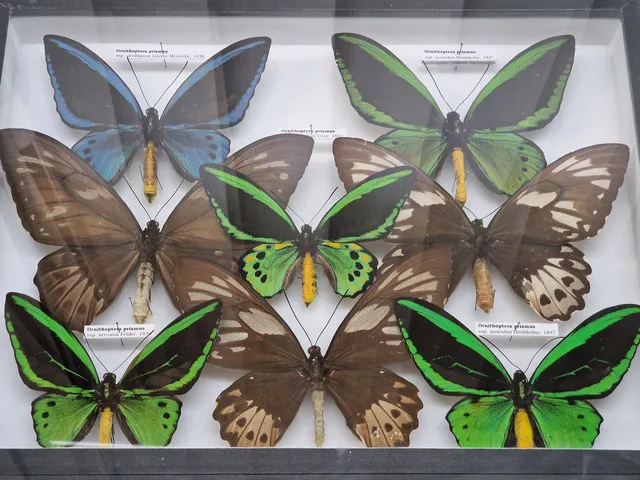 Muzeum Brouků a Motýlů