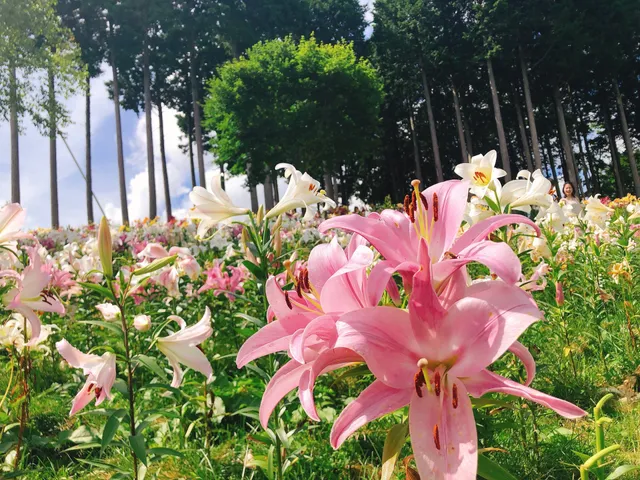 ハンターマウンテン塩原 ゆり園