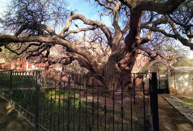 Algarrobo Histórico