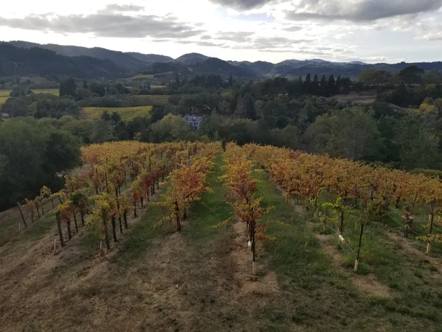 MoniClaire Vineyards