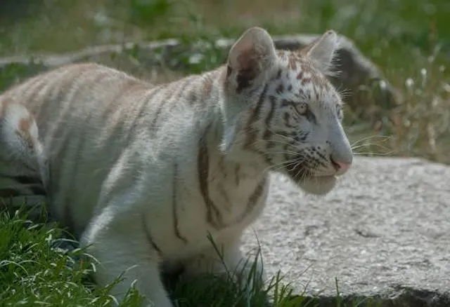 Klaipėdos zoologijos sodas