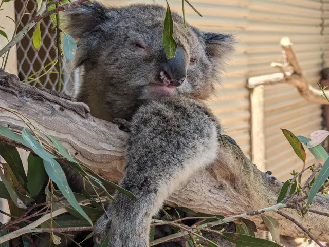 WARRNAMBOOL WILDLIFE ENCOUNTERS, GREAT OCEAN ROAD