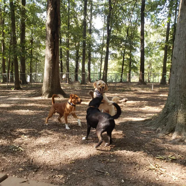 Oakwood Dog Park