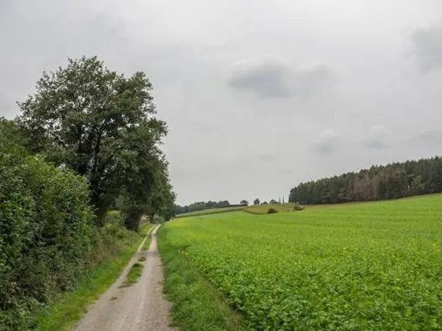 Baumberge