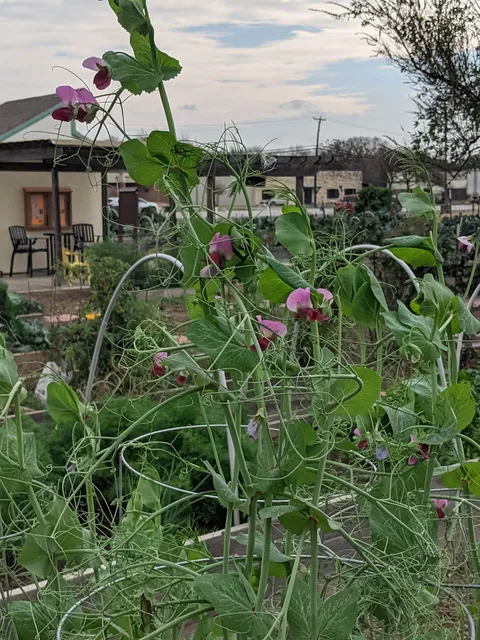 Common Ground NRH Community Garden