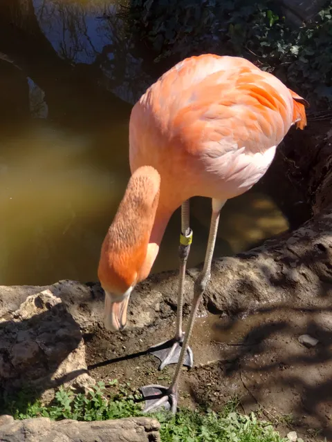 Central Coast Zoo Society