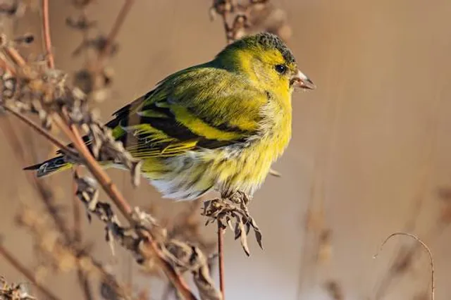 Virginia Museum of Natural History