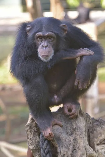 Tacugama Chimpanzee Sanctuary