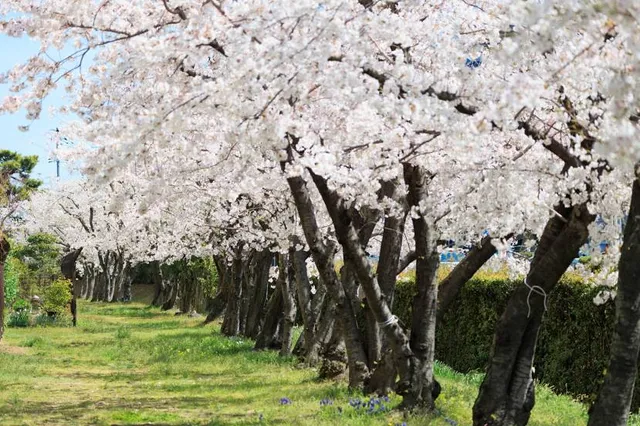 Iwakiyamasakurabayashi Park