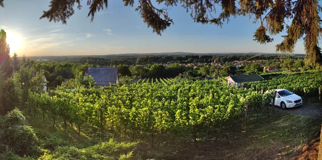 Rábai Katalin Borászat