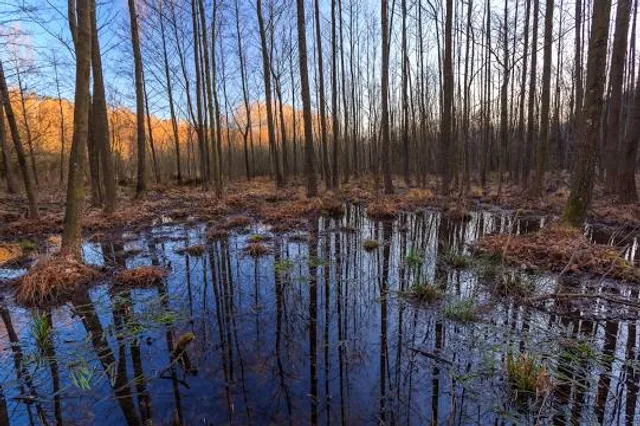 Tuchola landscape park