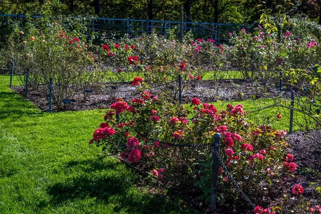 Cranford Rose Garden