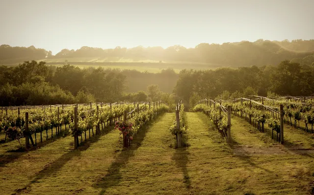 Bluebell Vineyard Estates Ltd