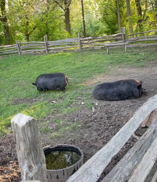Two Hogs Winery