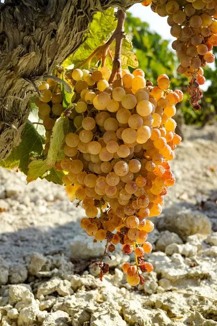 Skałka Triasowa „Kamień”