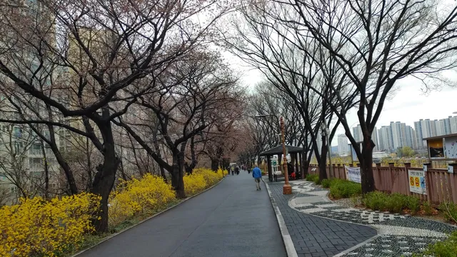 Jungnangcheon Cherry Blossom Road