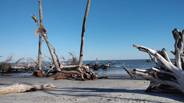 Little Hunting Island Boneyard Beach