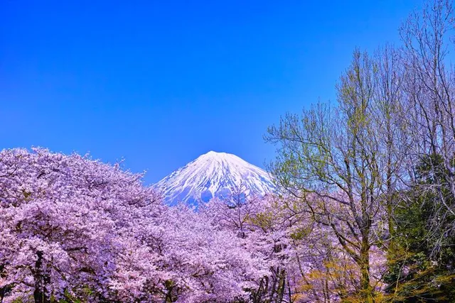 Tottori Flower Park