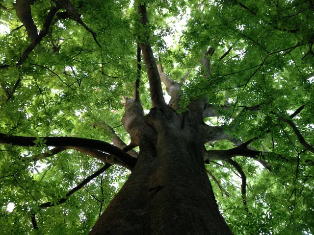Arboretum Roger de Vilmorin