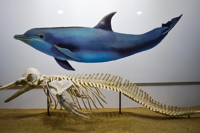 Margarita Marine Museum