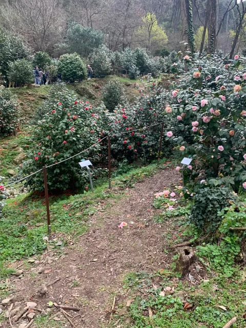 Camellietum Compitese