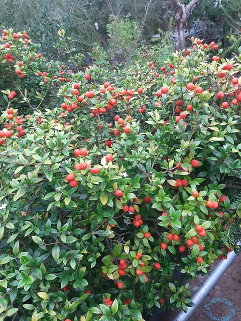photo-2