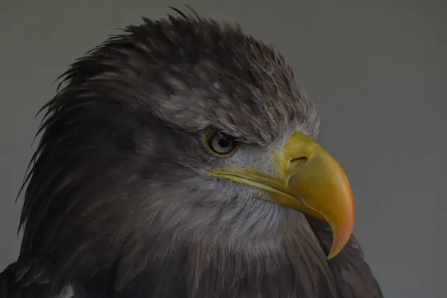 Kielder Water Bird Of Prey Centre