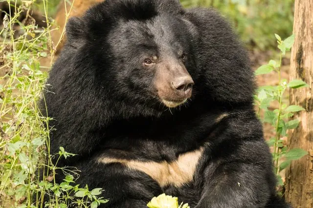 Tat Kuang Si Bear Rescue Centre, Free the Bears