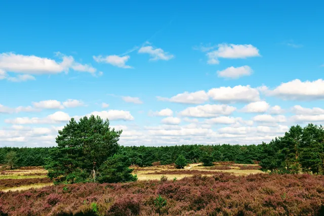 Ossendrechtse Duinen