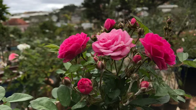 Dalat Rose Garden