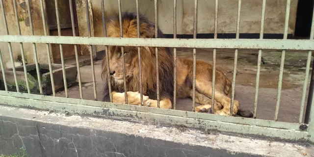 Lion Park