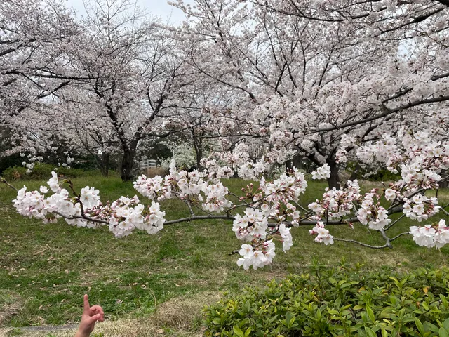 Yatakyoikunomori Park
