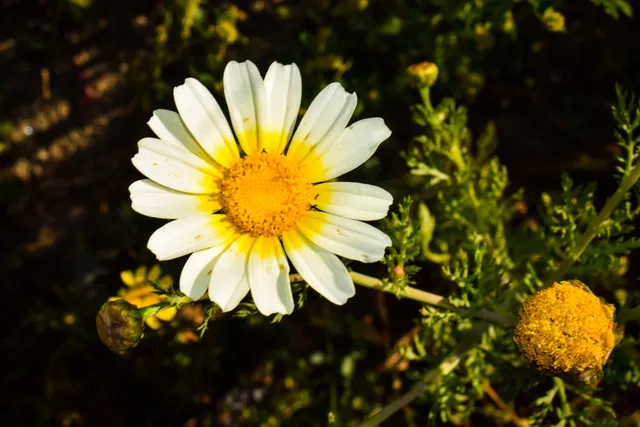 Talbert Nature Preserve
