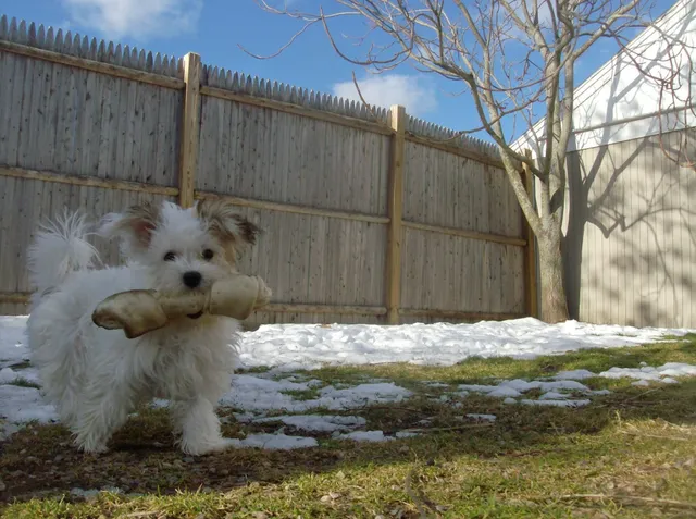 Best Friends Pet Hotel