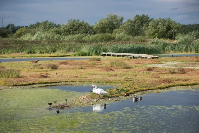 RSPB Rye Meads